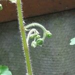 Saxifraga stolonifera Blomst