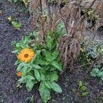 Calendula officinalis Habit