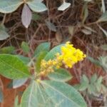Byrsonima spicata Flor