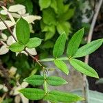Zanthoxylum armatum Leaf