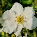 Rosa spinosissima Kvet