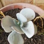 Cotyledon orbiculataЛист