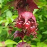 Leycesteria formosaFruit