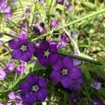 Legousia speculum-veneris Flower