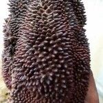 Amphilophium crucigerum Fruto