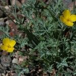 Eschscholzia glyptosperma ᱛᱟᱦᱮᱸ