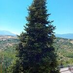 Abies nebrodensis 叶