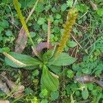 Plantago australis Deilen