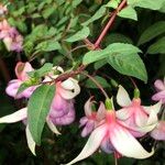 Fuchsia spp. ശീലം