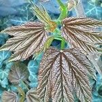 Acer sterculiaceum Лист