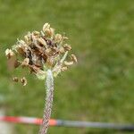 Plantago monosperma Frukt