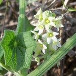 Marah fabacea Flower