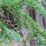 Larix decidua Vaisius