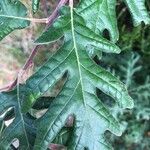Quercus pyrenaica Blad