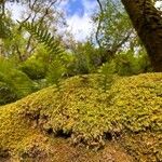 Polypodium vulgareЛист