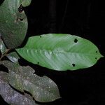 Piptostigma oyemense Yaprak