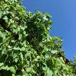 Vitis vinifera 整株植物