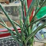 Dracaena stuckyi Blatt