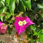 Bougainvillea glabraΛουλούδι