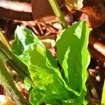 Plumbago indica 葉