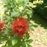 Combretum constrictum Flor