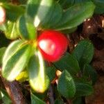 Cotoneaster integrifolius Vrucht