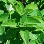 Coleus barbatus Leht
