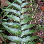 Asplenium nitens Leaf
