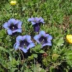 Gentiana acaulis Flor