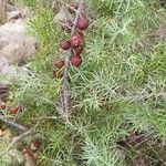 Juniperus oxycedrus Fruto