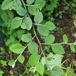 Cotoneaster zabelii Blad