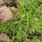 Patellifolia procumbens Blad