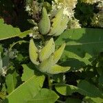 Asclepias speciosa Fruto