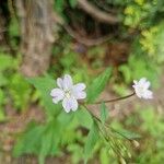 Epilobium montanum 花