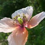 Papaver dubium Virág