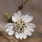 Blepharizonia laxa Flower
