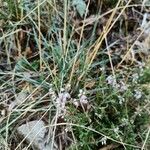 Calluna vulgarisFeuille