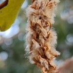 Salix acmophylla Fruit