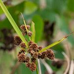 Scirpus atrovirens Fula