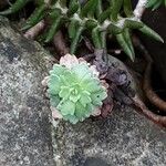 Saxifraga paniculata Leaf