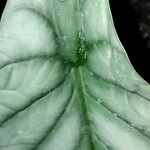 Alocasia baginda Levél