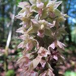 Epipactis purpurata Blomst