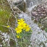 Senecio vernalis Kwiat