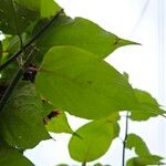 Leycesteria formosa Likasa