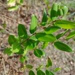 Coriaria myrtifoliaLeaf