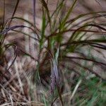 Cenchrus setaceus Leaf