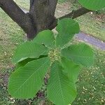 Magnolia obovata Foglia