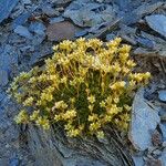 Saxifraga muscoides Fula