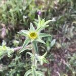 Pallenis spinosa Λουλούδι