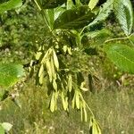 Fraxinus latifoliaफल